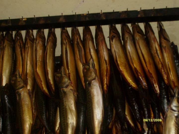 yaşar güneş .GÜNEŞ BALIKCILIK 05324451620